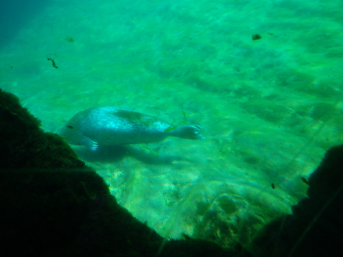 L'Oceanogràfic Center.